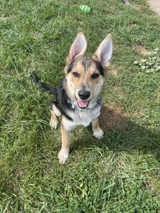 Enlarge Ricky, a Adoptable mixed breed in St. Anne, IL image 1/2