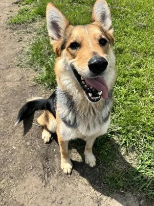 Enlarge Ricky, a Adoptable mixed breed in St. Anne, IL image 2/3