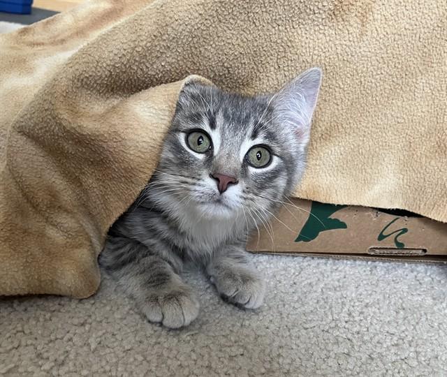 Enlarge FIR, a Adoptable Domestic Medium Hair in Ames, IA image 1/1