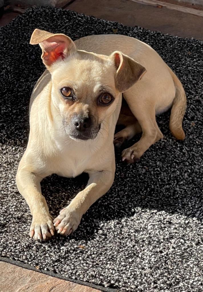 Enlarge Puggy, a Adoptable mixed breed in Bellevue, WA image 4/5