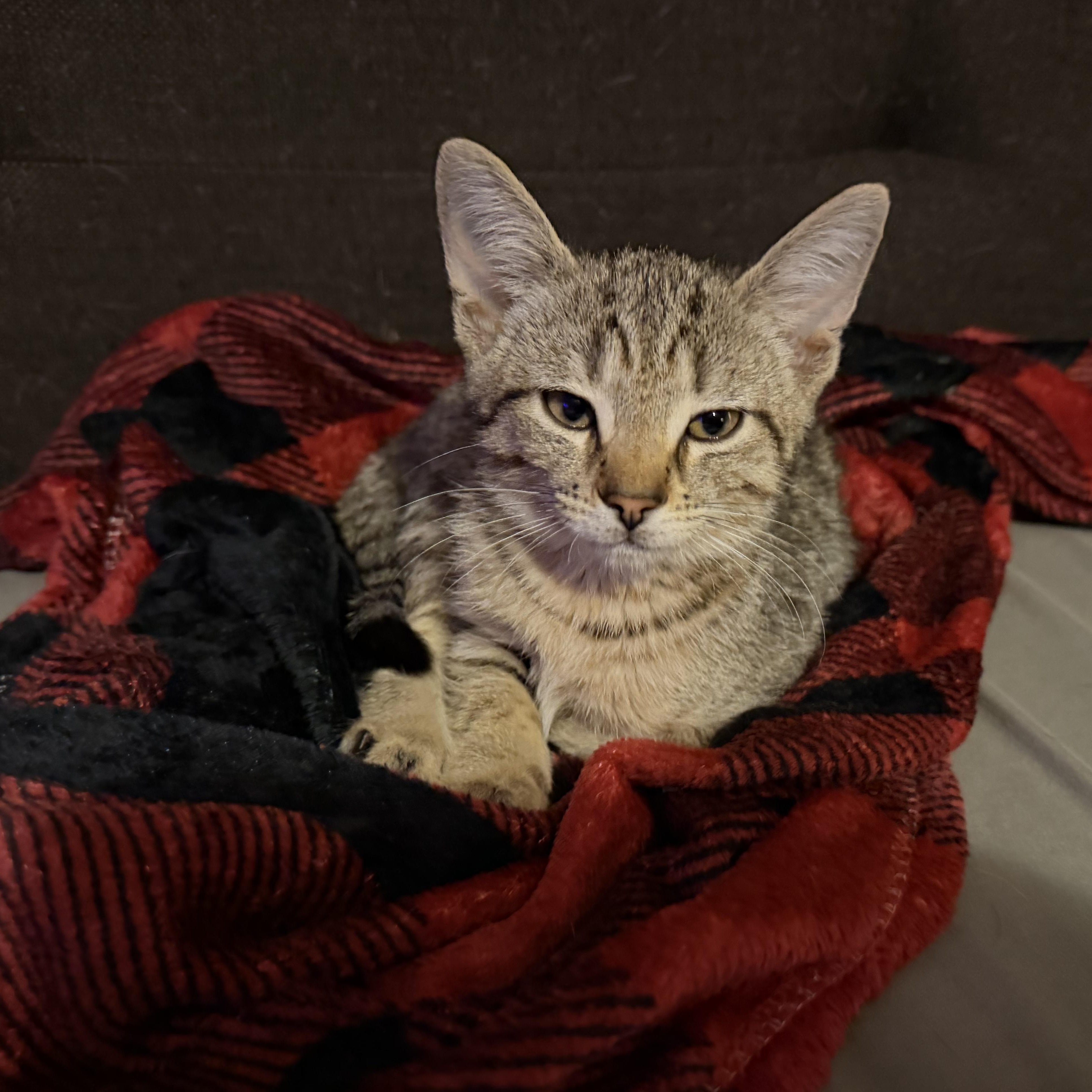 Enlarge Baloo, a Adoptable Tiger in Honeoye, NY image 1/1