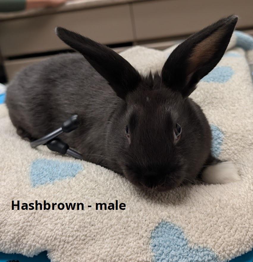 Enlarge McBaby Bunnies, a Adoptable Bunny Rabbit in Coquitlam, BC image 3/4