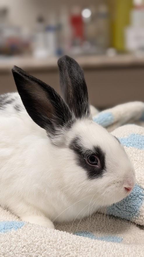 McBaby Bunnies, Adoptable, Baby Female Bunny Rabbit.