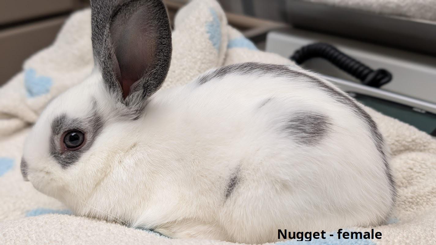 Enlarge McBaby Bunnies, a Adoptable Bunny Rabbit in Coquitlam, BC image 4/4