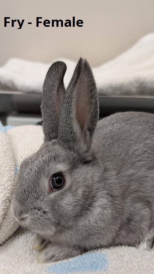 Enlarge McBaby Bunnies, a Adoptable Bunny Rabbit in Coquitlam, BC image 2/4