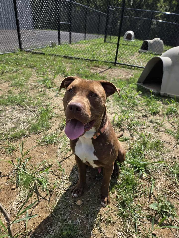 Dandy, Adoptable, Adult Male Pit Bull Terrier.