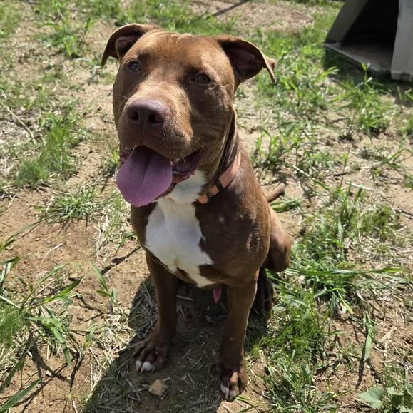 Dandy, a Adoptable mixed breed in Shepherdsville, KY image 1/5