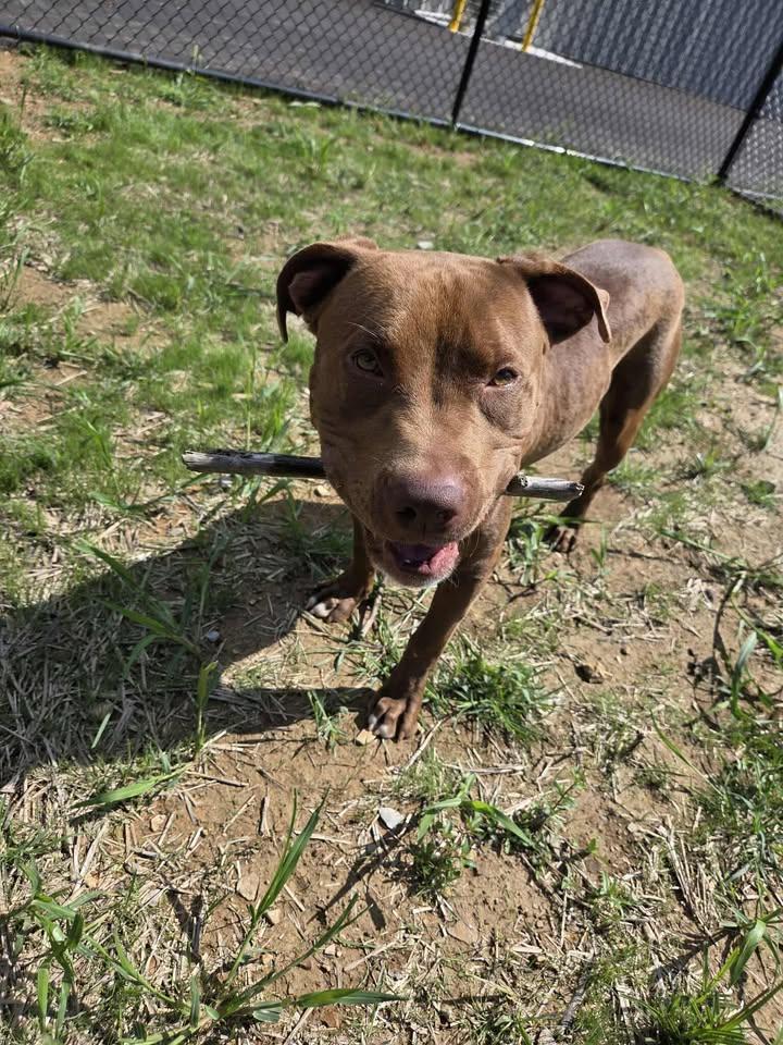 Enlarge Dandy, a Adoptable mixed breed in Shepherdsville, KY image 2/6