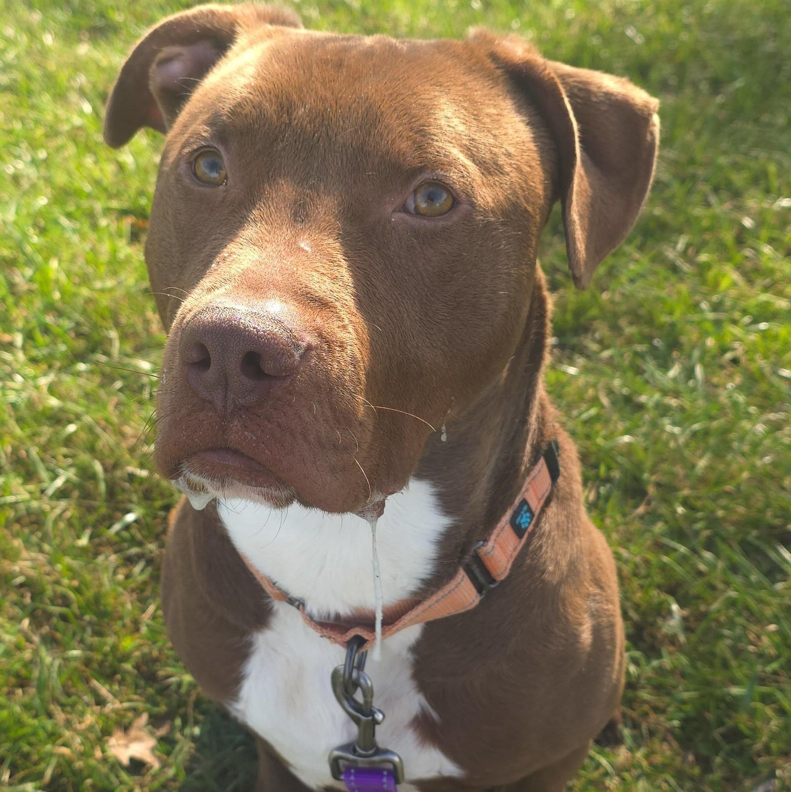 Dandy, a Adoptable mixed breed in Shepherdsville, KY image 5/5