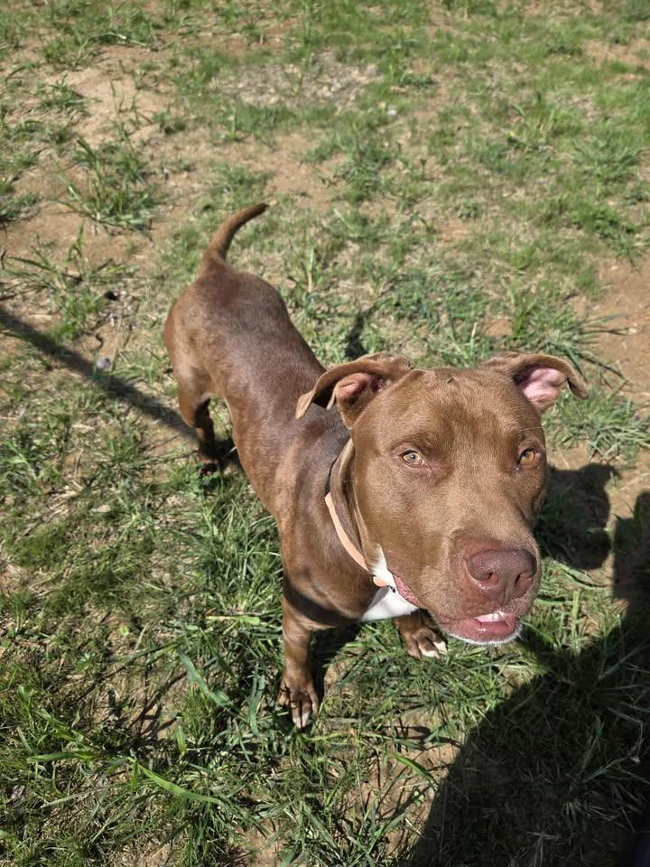 Enlarge Dandy, a Adoptable mixed breed in Shepherdsville, KY image 3/6