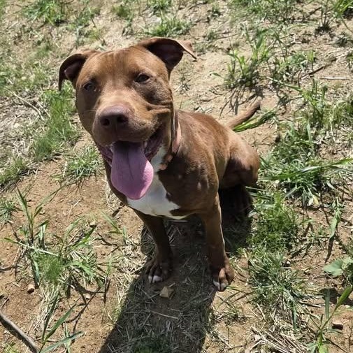 Dandy, Adoptable, Adult Male Pit Bull Terrier.