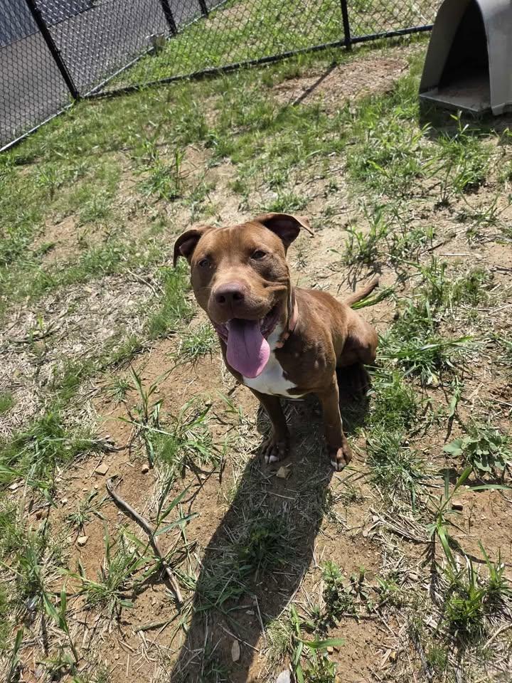 Enlarge Dandy, a Adoptable mixed breed in Shepherdsville, KY image 4/6