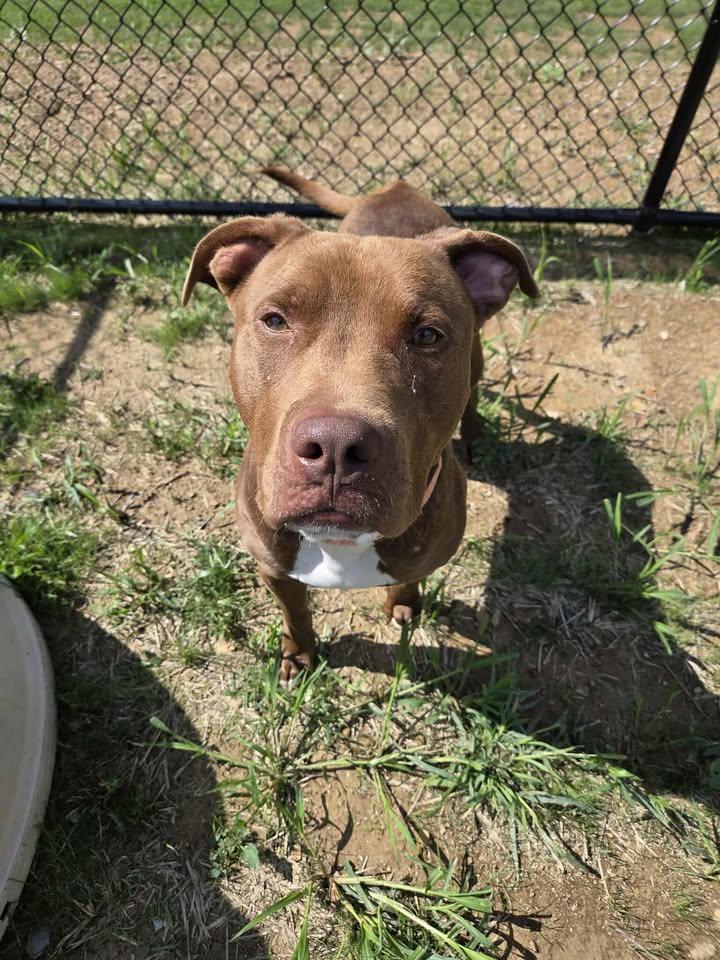 Enlarge Dandy, a Adoptable mixed breed in Shepherdsville, KY image 5/6