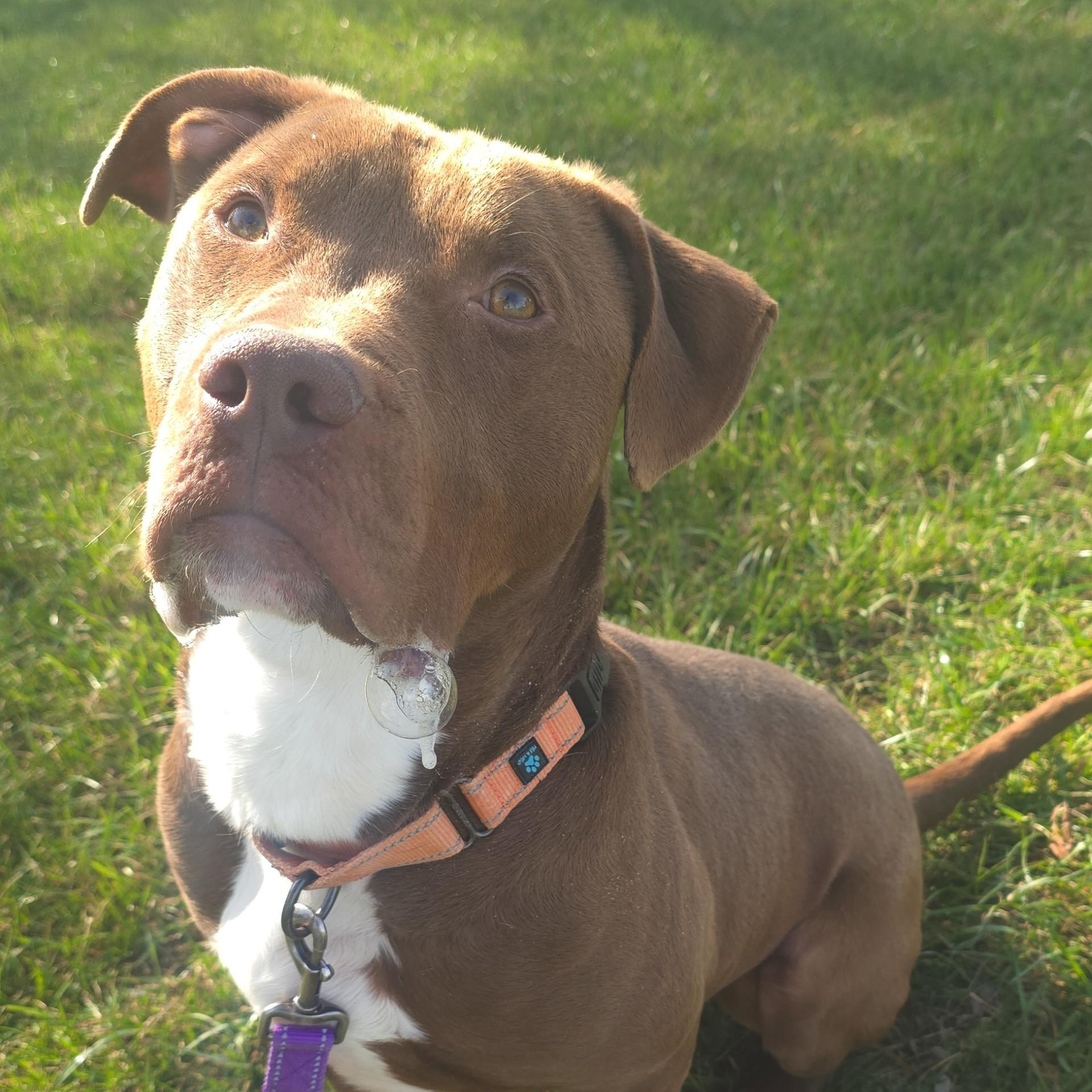 Dandy, a Adoptable mixed breed in Shepherdsville, KY image 4/5