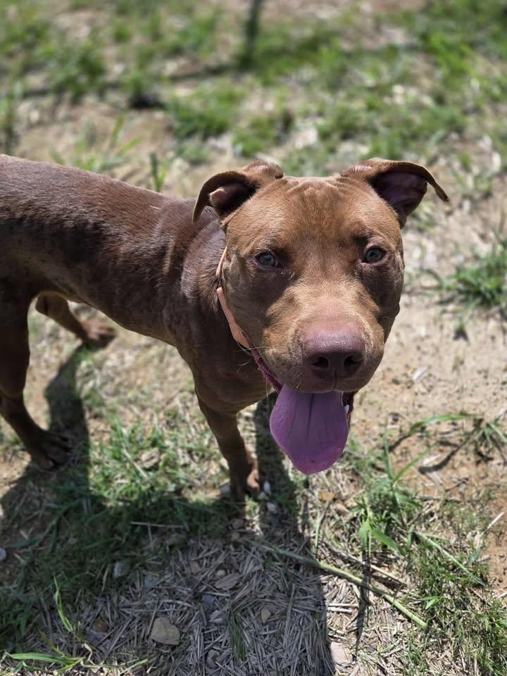 Enlarge Dandy, a Adoptable mixed breed in Shepherdsville, KY image 6/6