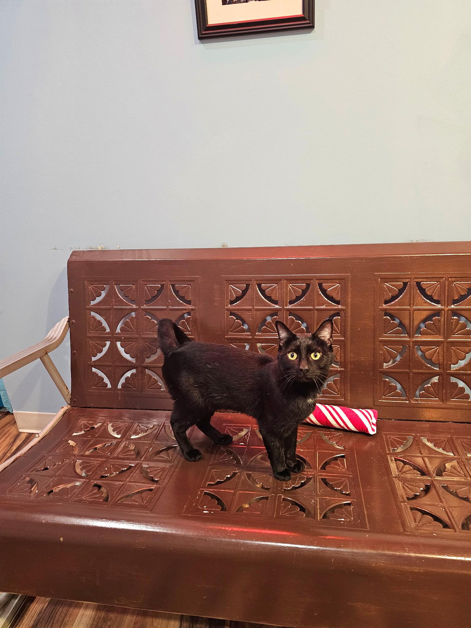 Enlarge Boo, an adopted Domestic Short Hair in Buffalo, NY image 2/5