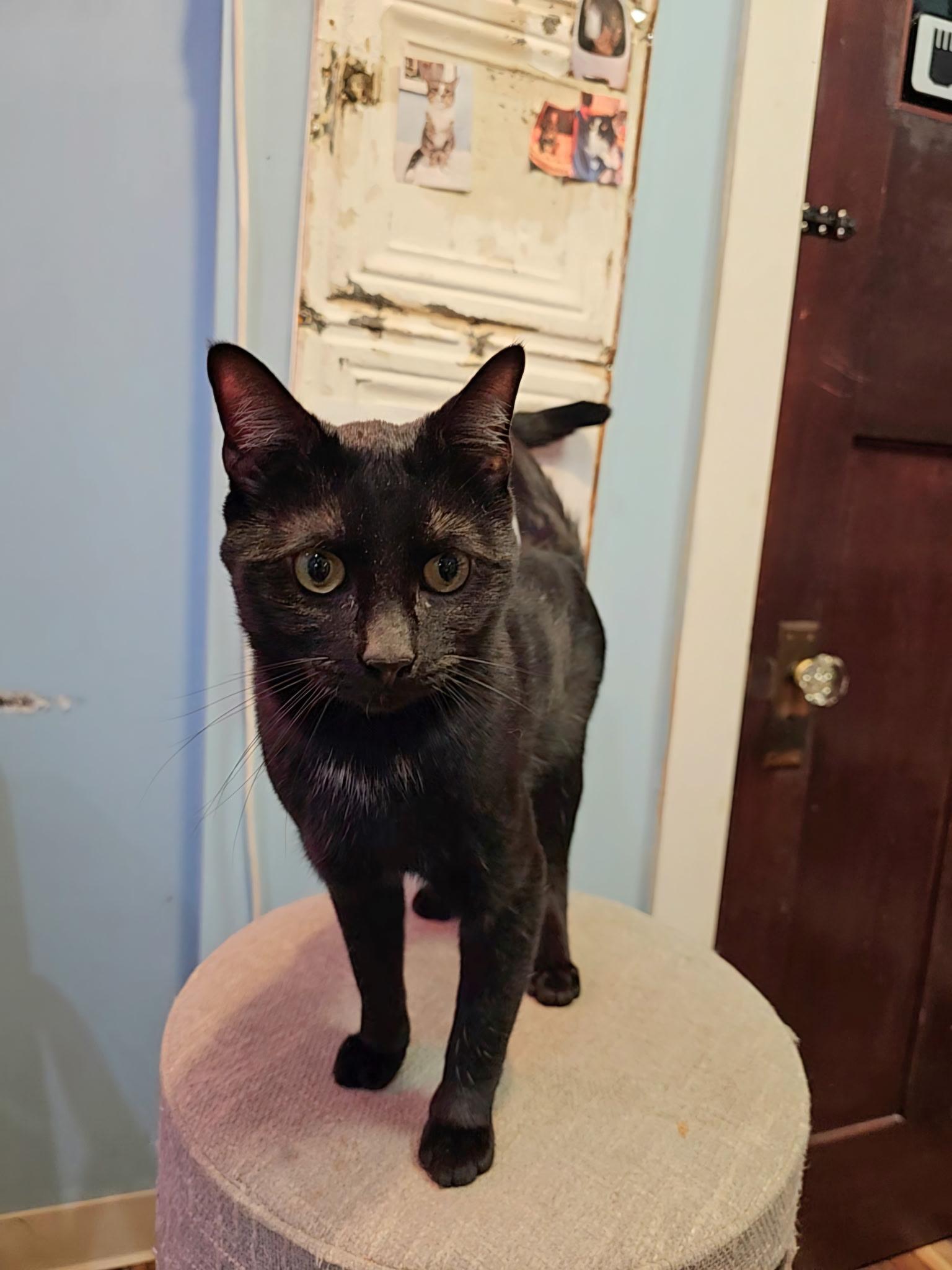 Enlarge Boo, an adopted Domestic Short Hair in Buffalo, NY image 3/5