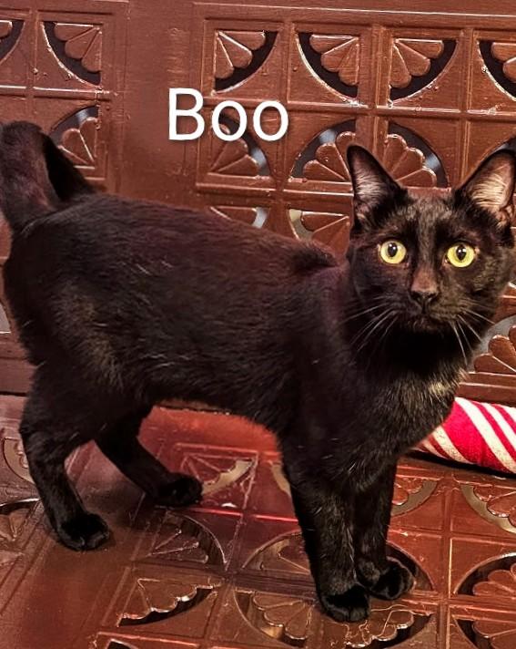 Enlarge Boo, an adopted Domestic Short Hair in Buffalo, NY image 4/5
