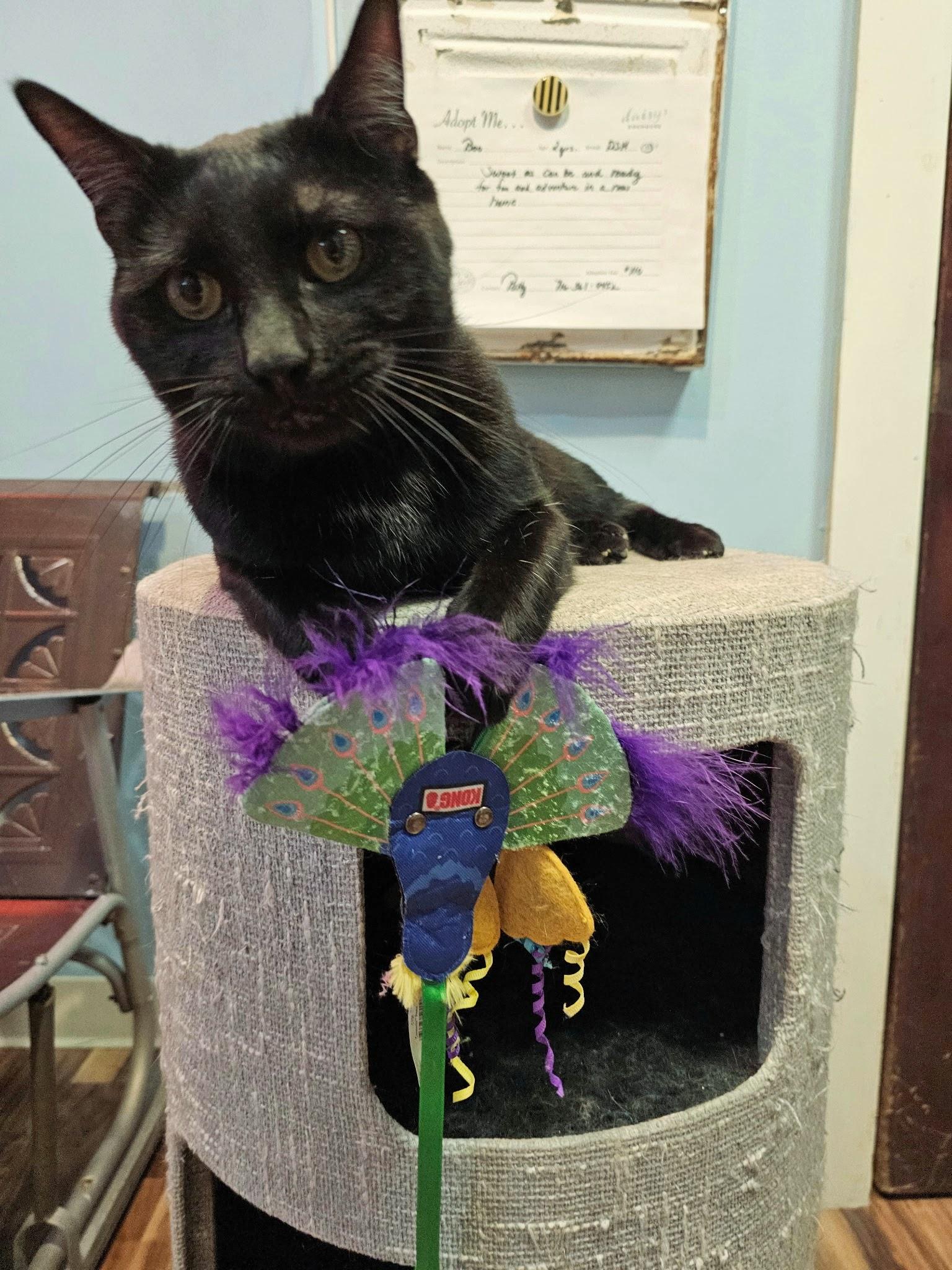 Enlarge Boo, an adopted Domestic Short Hair in Buffalo, NY image 1/5