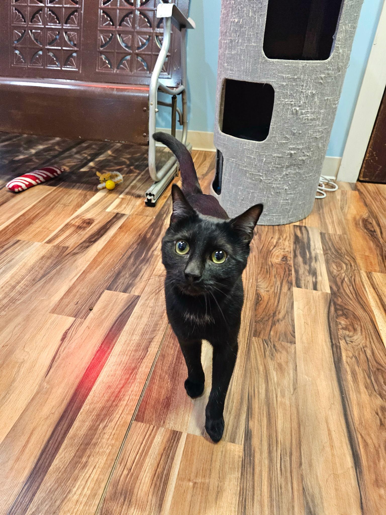 Enlarge Boo, an adopted Domestic Short Hair in Buffalo, NY image 5/5