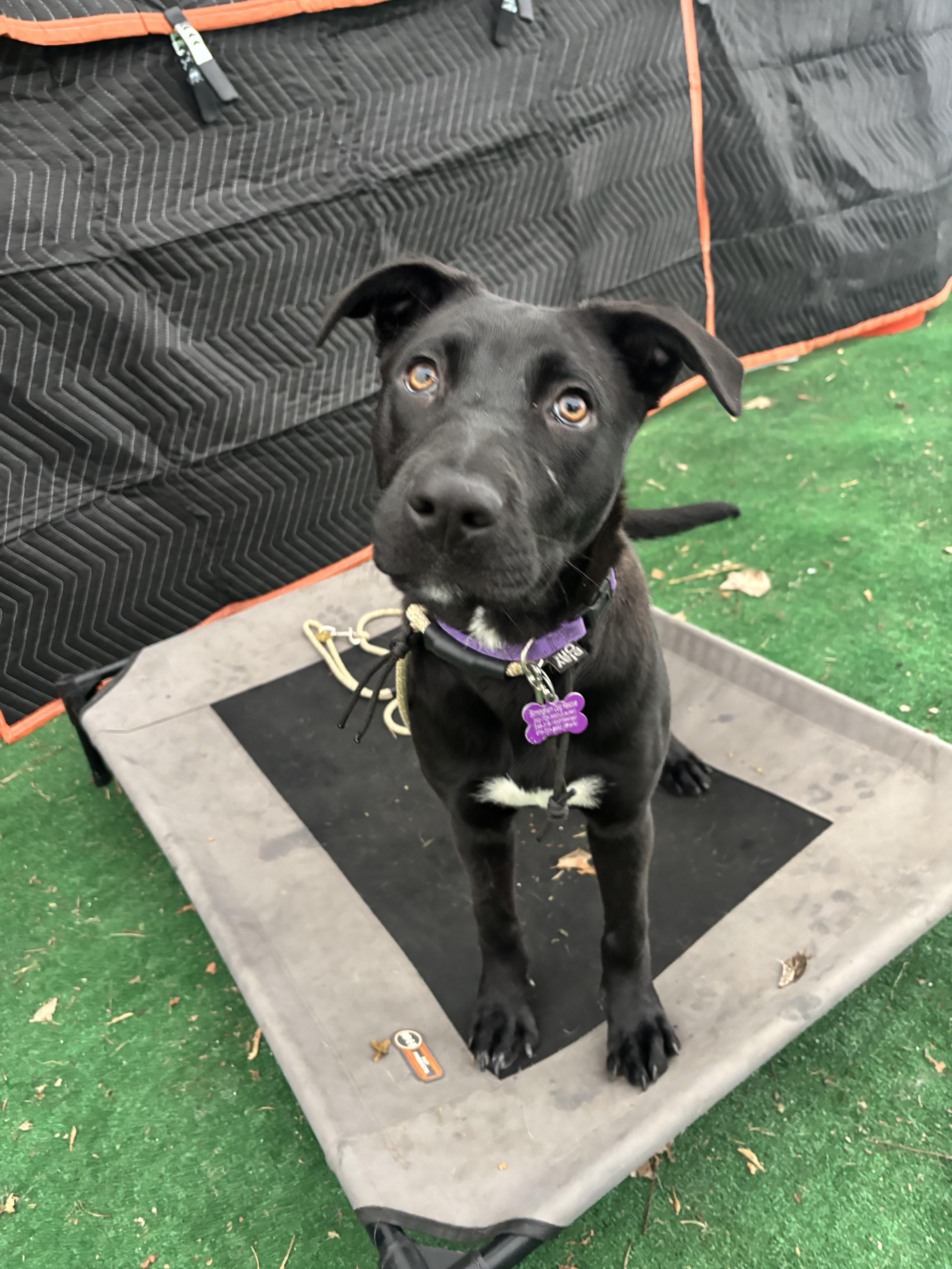 Raven, ADOPTABLE, Puppy Female Black Labrador Retriever & Pit Bull Terrier.