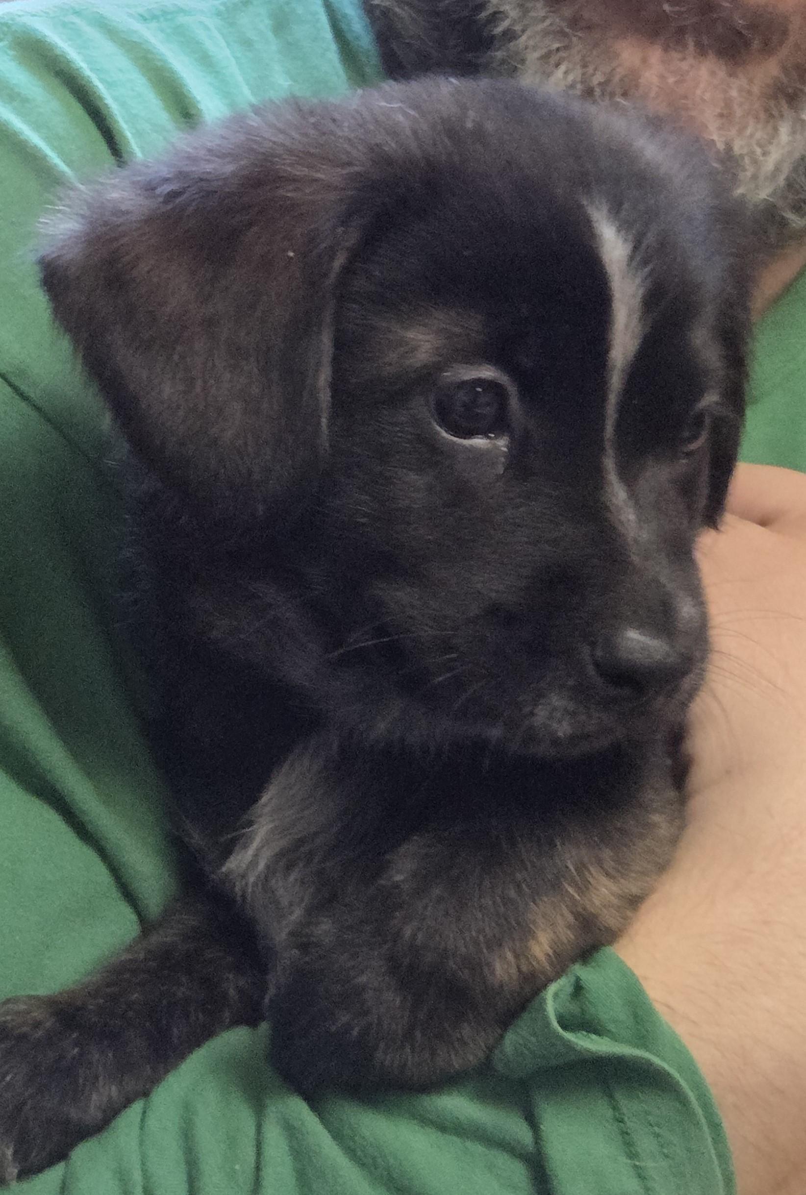 Enlarge Chilli, a ADOPTABLE mixed breed in Saint Paul, MN image 2/6