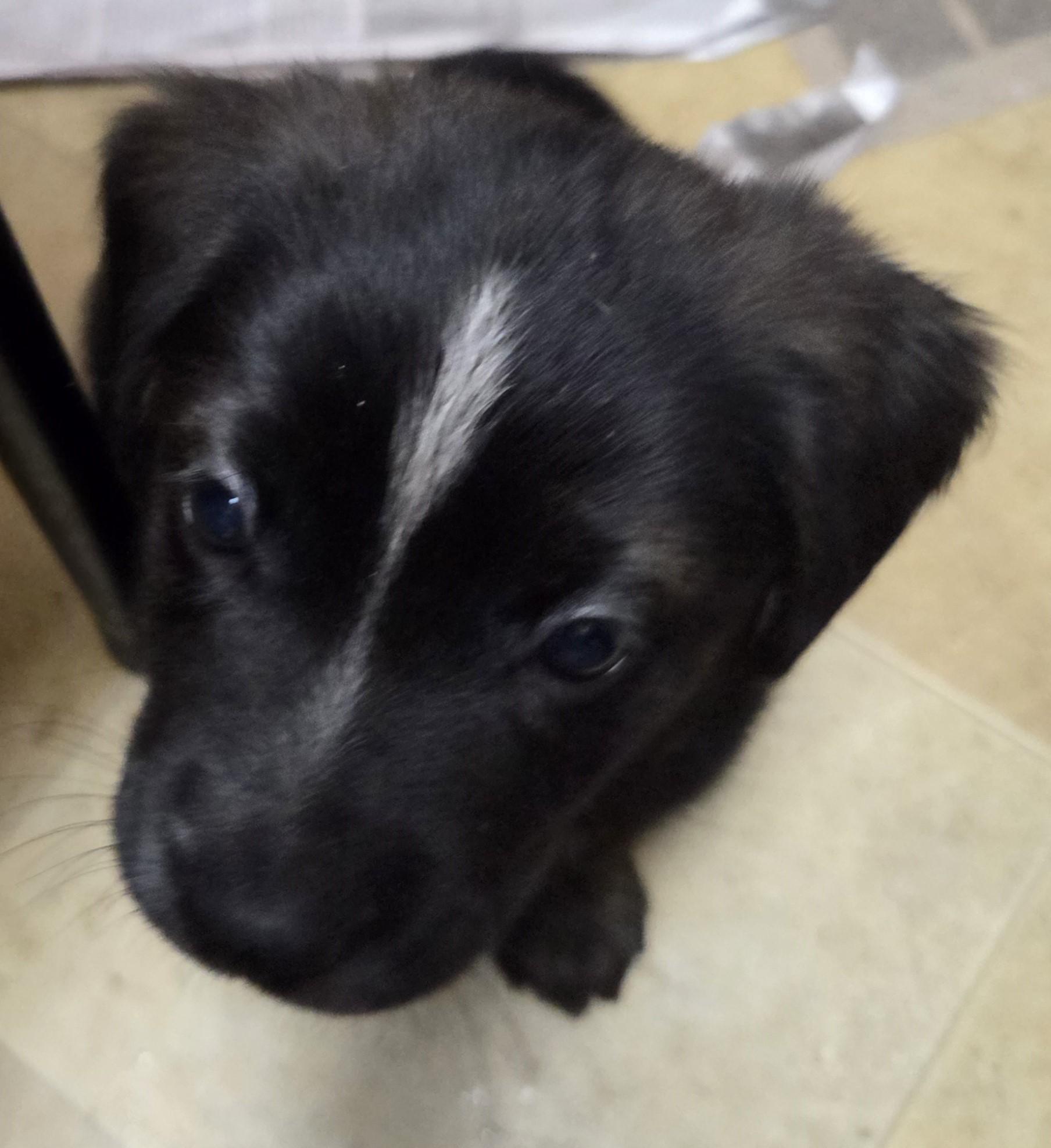 Enlarge Chilli, a ADOPTABLE mixed breed in Saint Paul, MN image 4/6