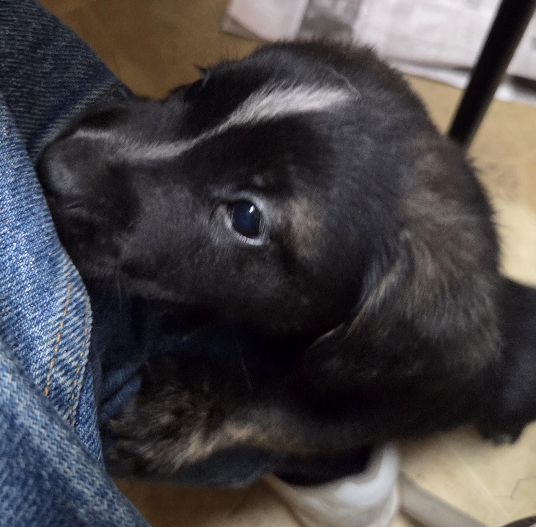 Chilli, ADOPTABLE, Puppy Male Australian Cattle Dog / Blue Heeler & Corgi.