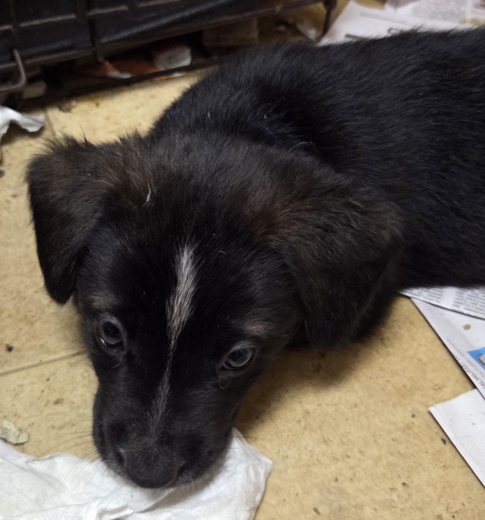 Enlarge Chilli, a ADOPTABLE mixed breed in Saint Paul, MN image 5/6