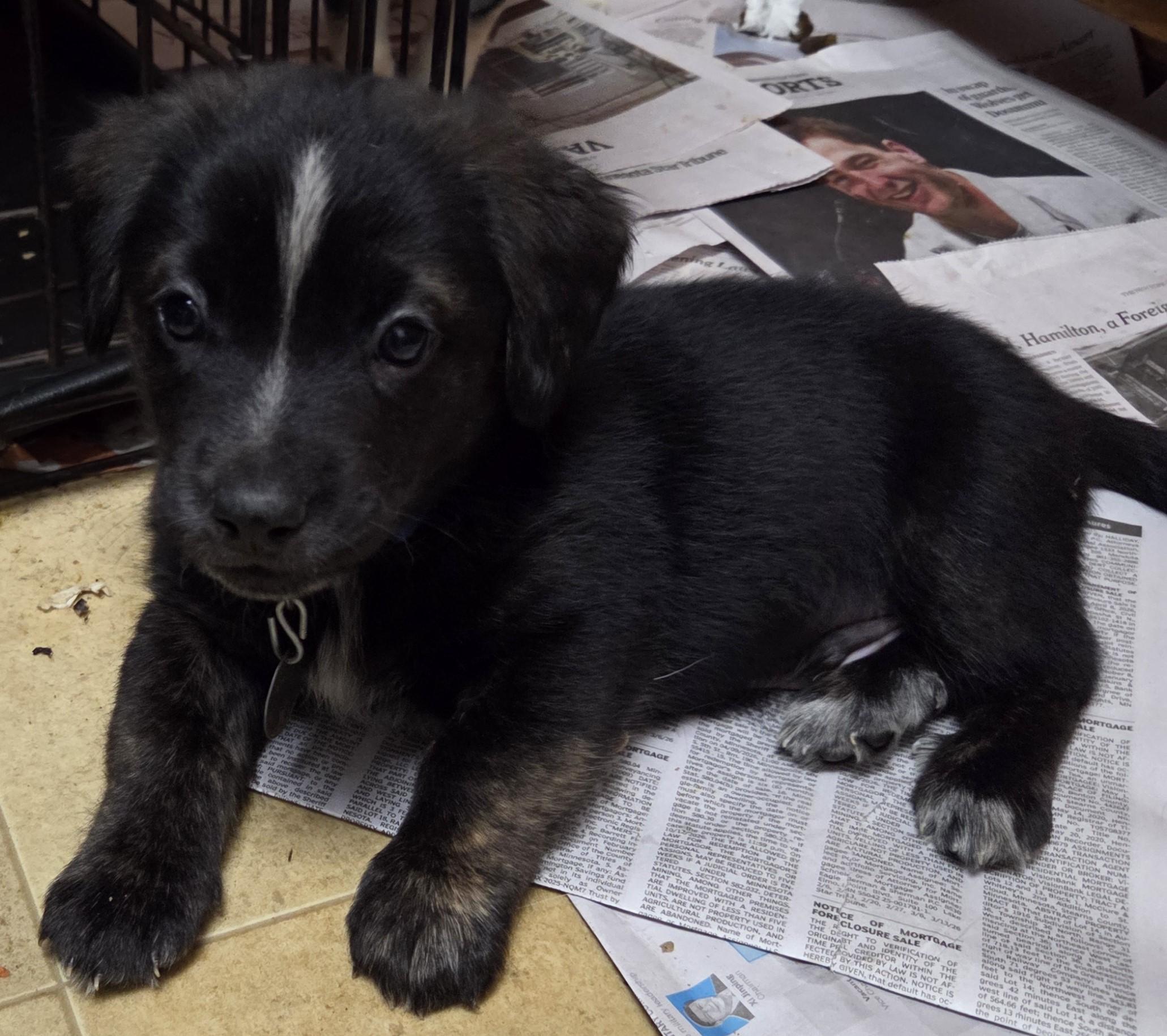 Enlarge Chilli, a ADOPTABLE mixed breed in Saint Paul, MN image 3/6