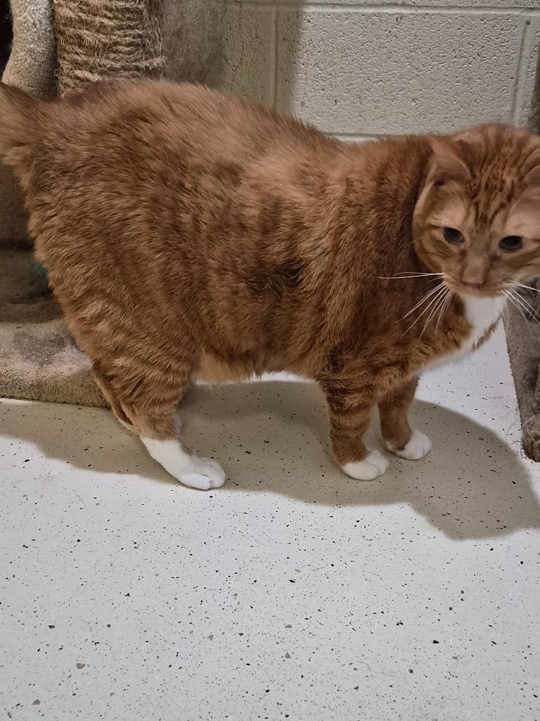 ABBOTT (NEUTERED), Adopted, Adult Male Domestic Short Hair.