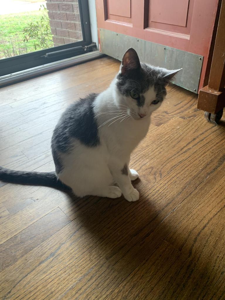 Pearl, Adoptable, Young Female Domestic Short Hair.