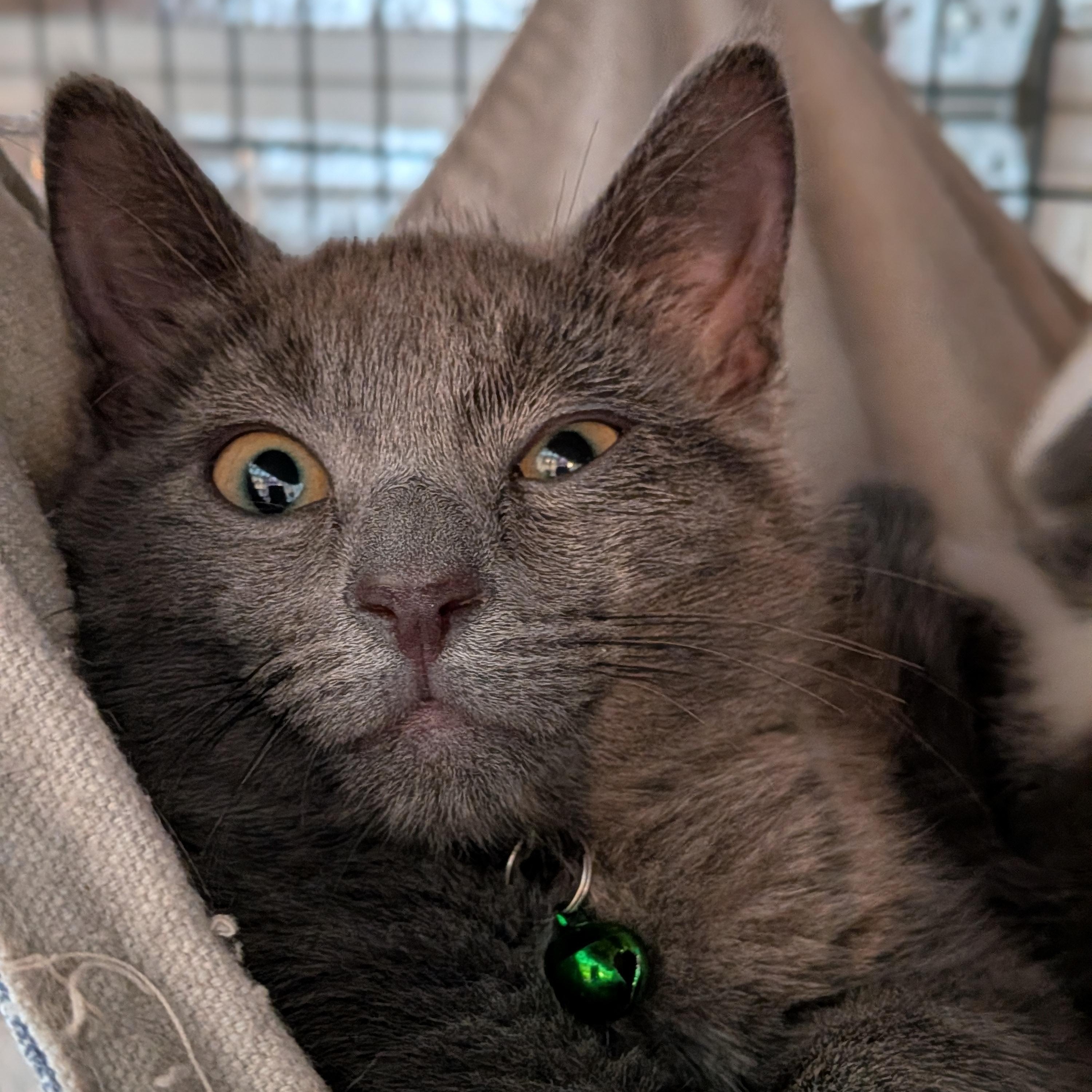 Enlarge Hunter, a Adoptable Domestic Short Hair in Newburgh, NY image 2/4