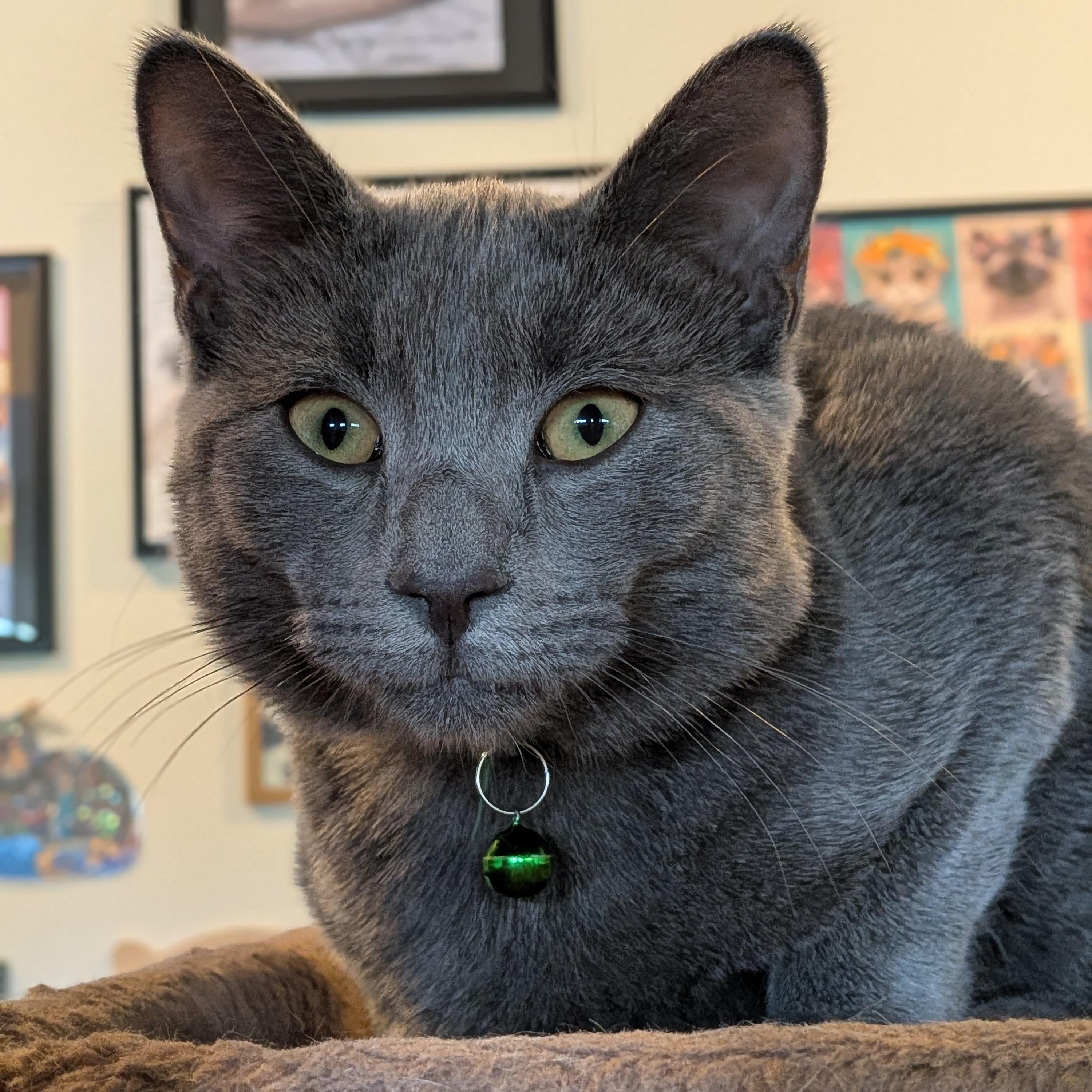 Hunter, Adoptable, Kitten Male Domestic Short Hair.