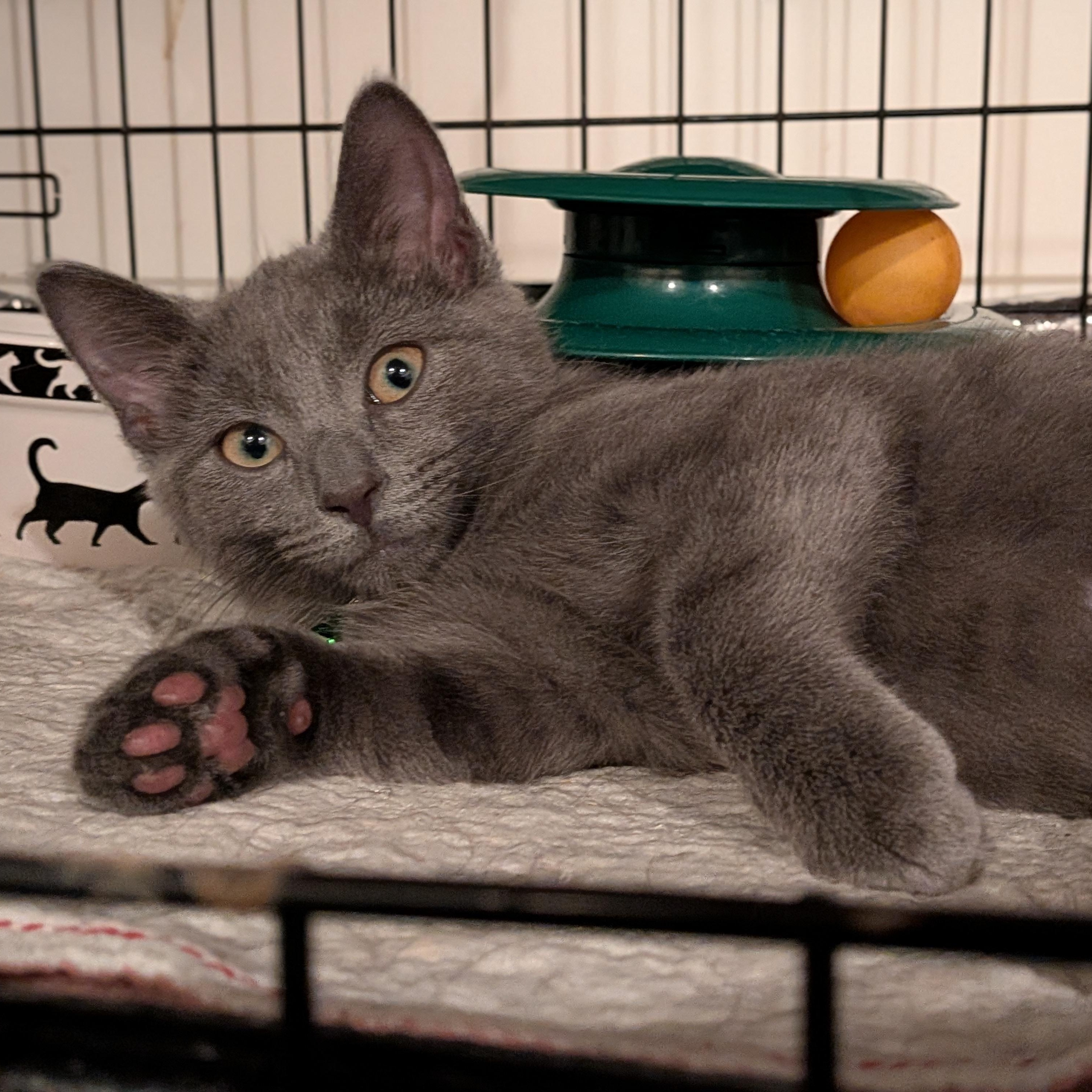 Enlarge Hunter, a Adoptable Domestic Short Hair in Newburgh, NY image 3/4