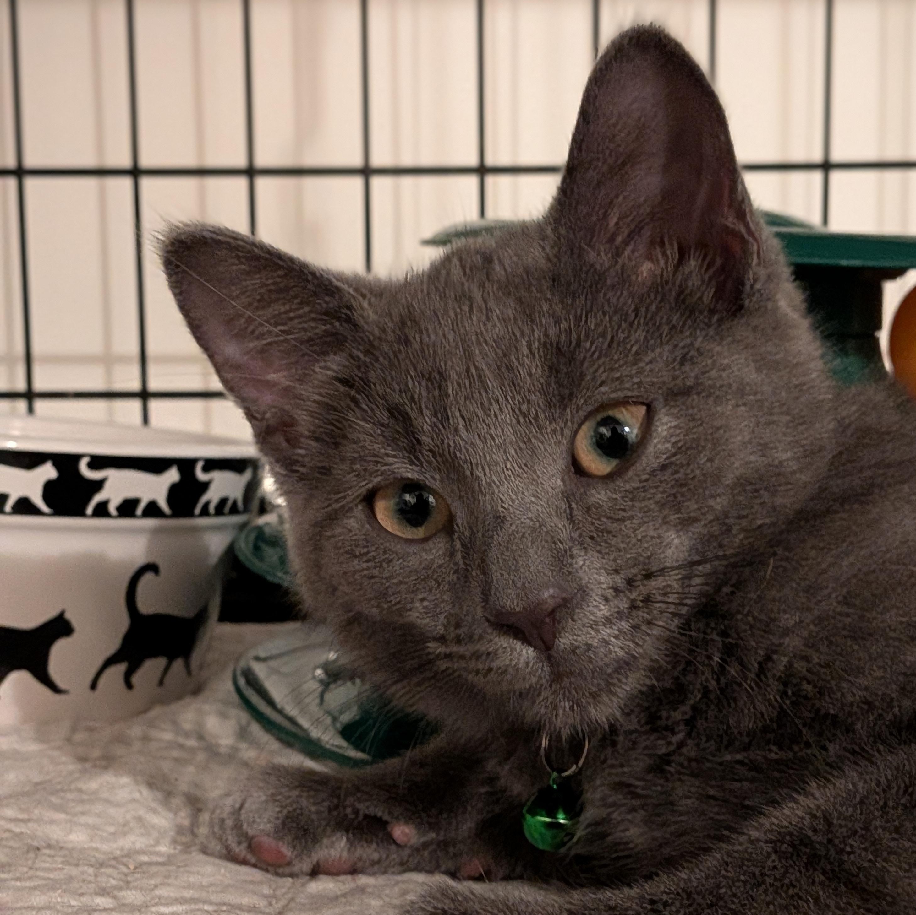 Enlarge Hunter, a Adoptable Domestic Short Hair in Newburgh, NY image 4/4