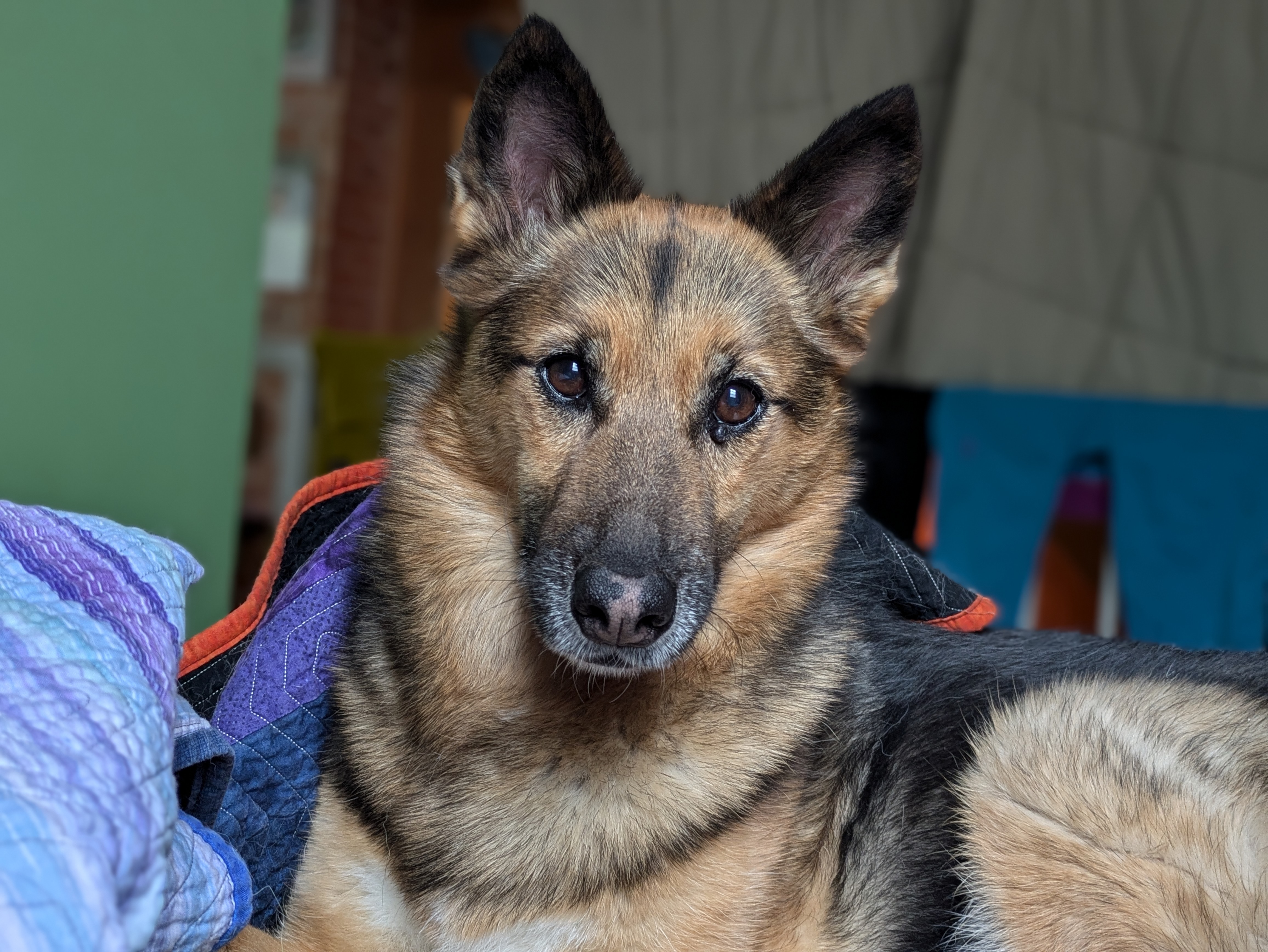 Enlarge Avril, a Adoptable mixed breed in Edmonton, AB image 9/15