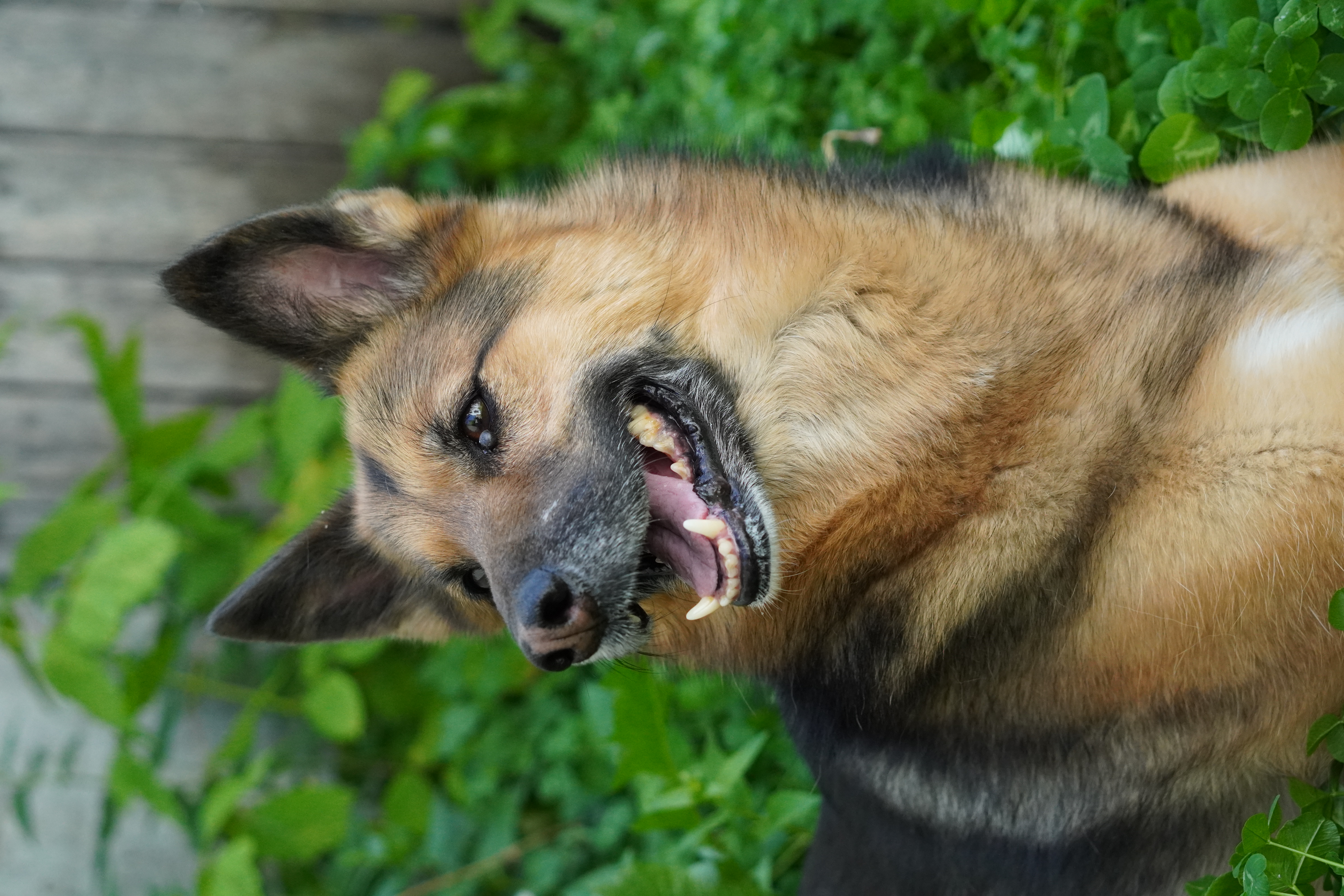 Avril, a Adoptable mixed breed in Edmonton, AB image 1/15