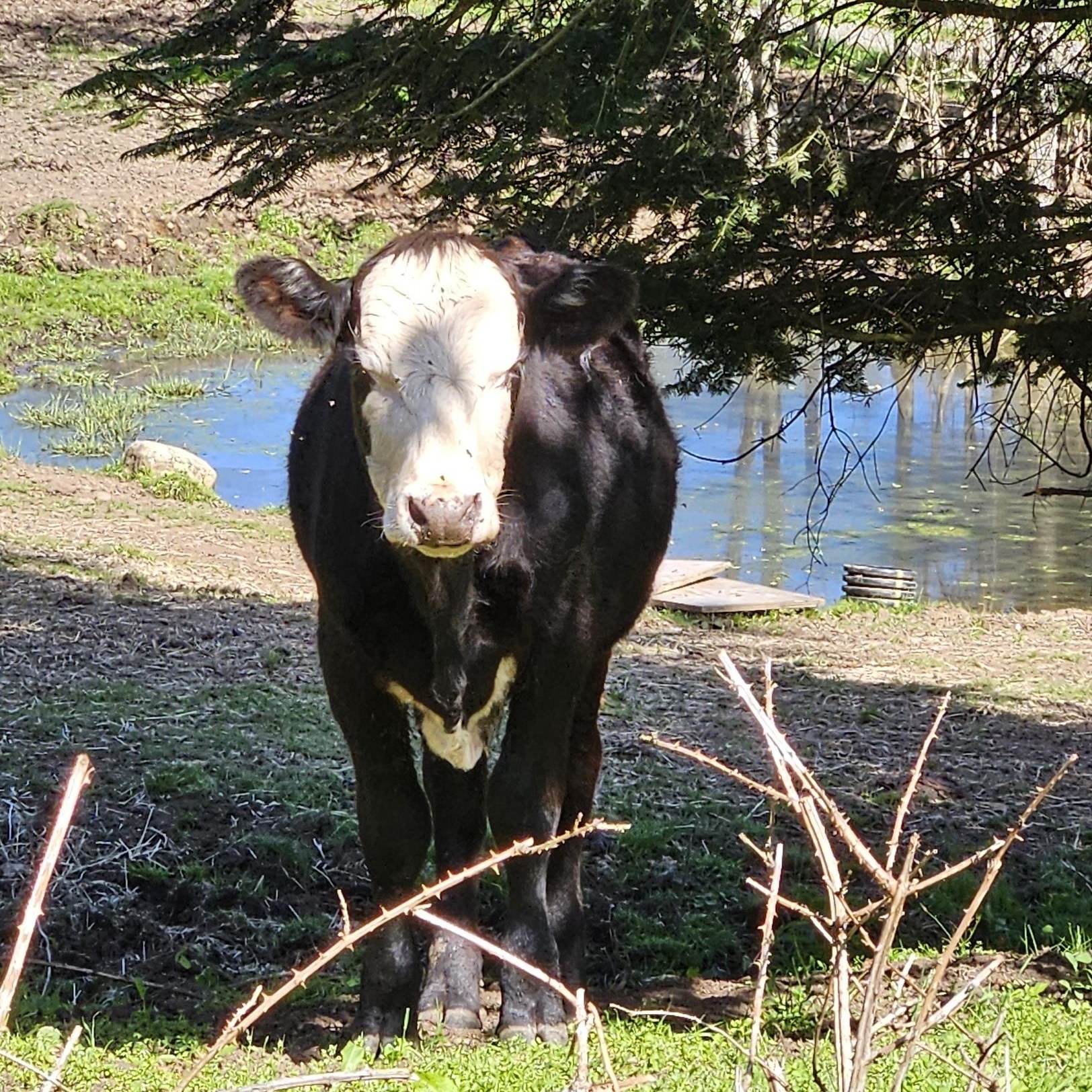 Enlarge Toro and Ferdinand, a Adoptable Cow in Quilcene, WA image 1/4