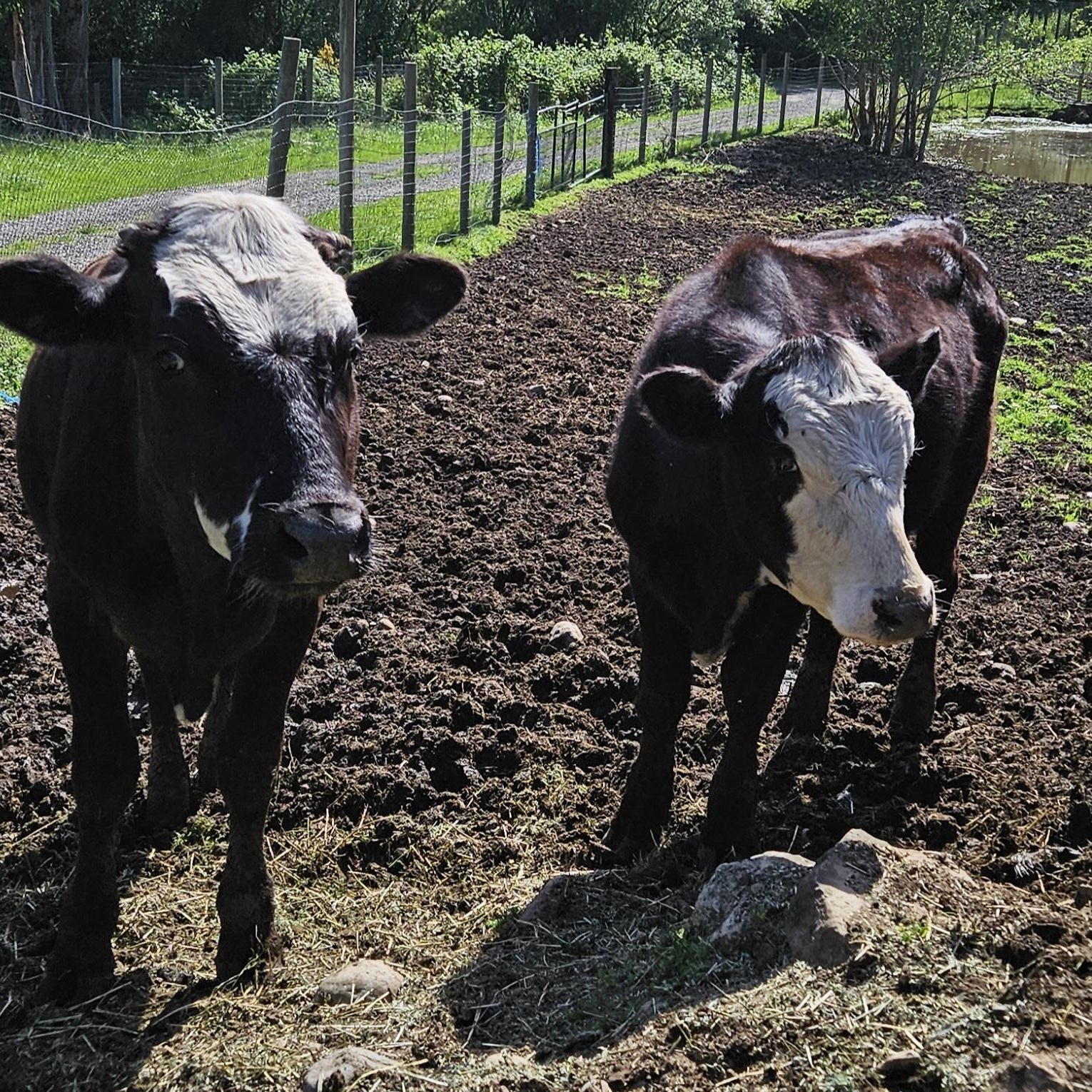 Enlarge Toro and Ferdinand, a Adoptable Cow in Quilcene, WA image 2/4
