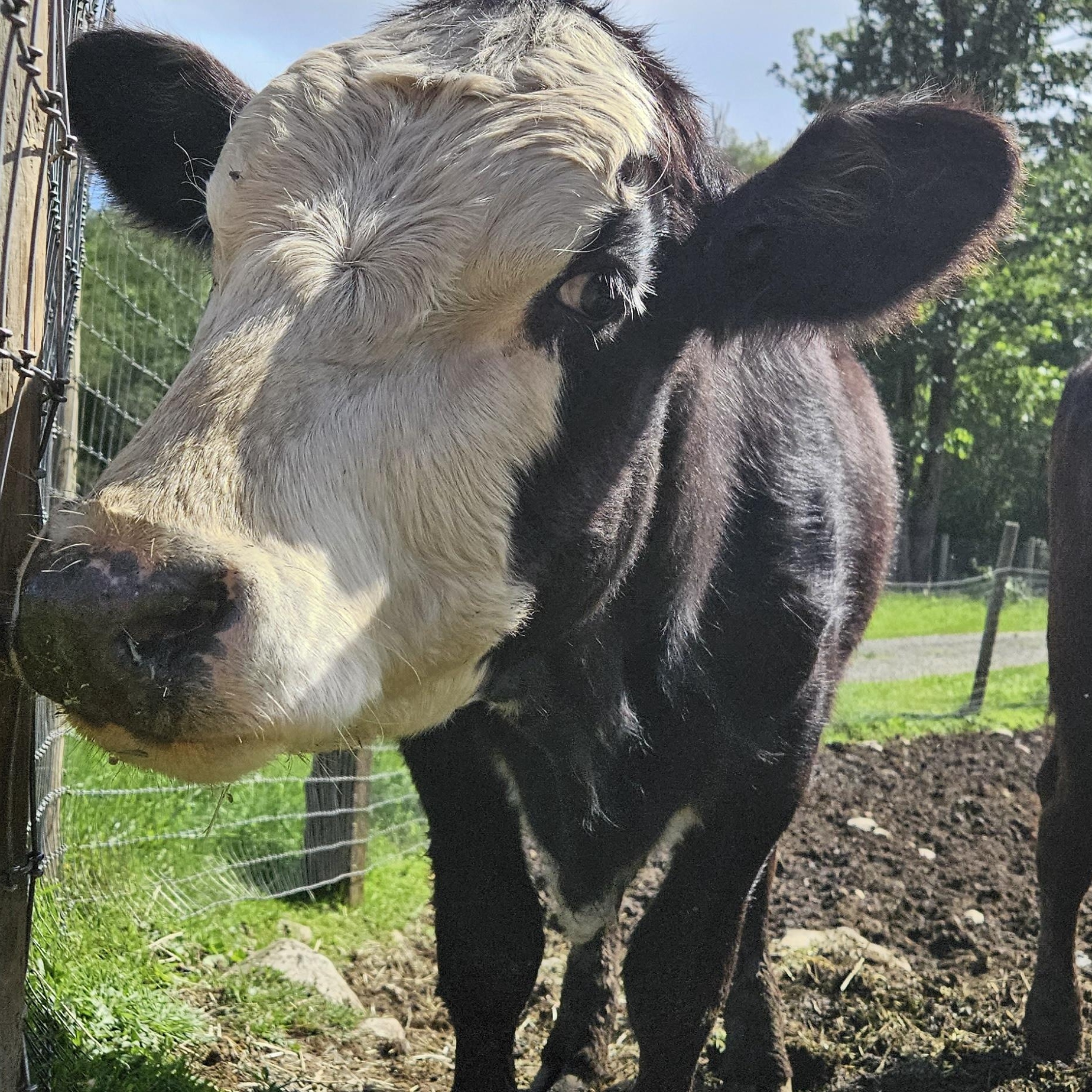 Enlarge Toro and Ferdinand, a Adoptable Cow in Quilcene, WA image 3/4