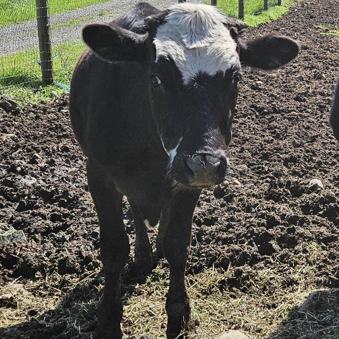 Enlarge Toro and Ferdinand, a Adoptable Cow in Quilcene, WA image 4/4