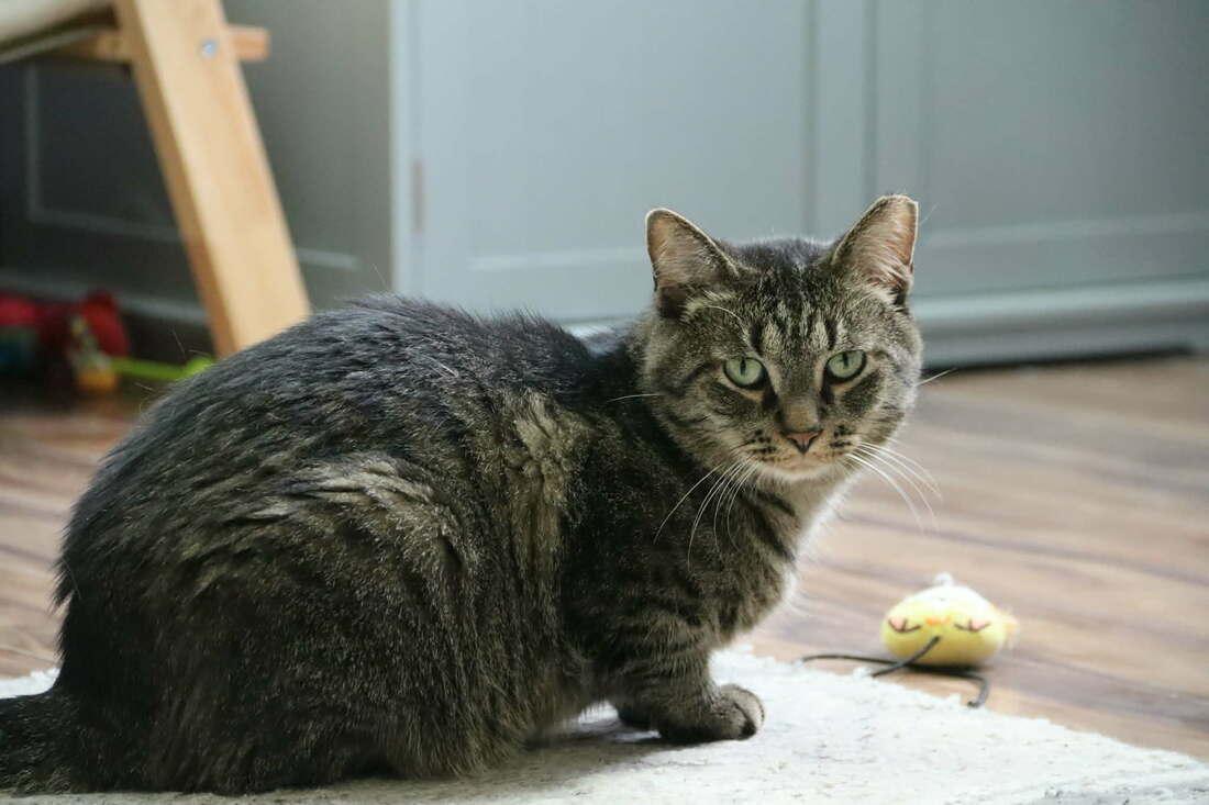 Hubert, a Adoptable Domestic Short Hair in Kalamazoo, MI image 3/3