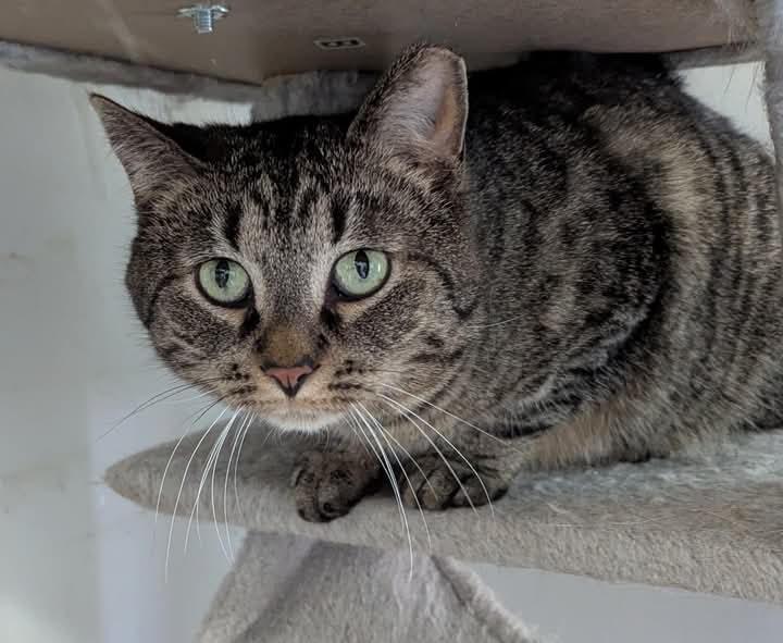 Enlarge Hubert, a Adoptable Domestic Short Hair in Kalamazoo, MI image 1/1