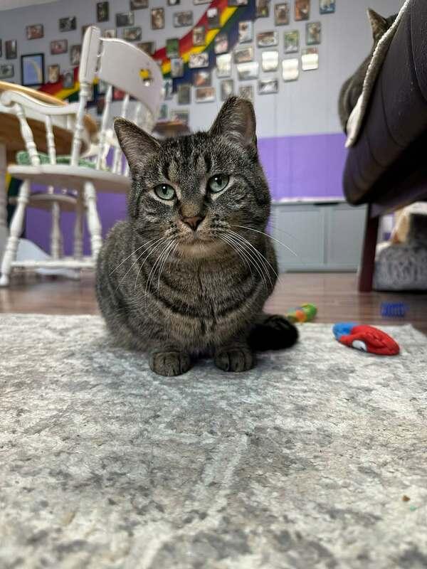 Hubert, a Adoptable Domestic Short Hair in Kalamazoo, MI image 2/3