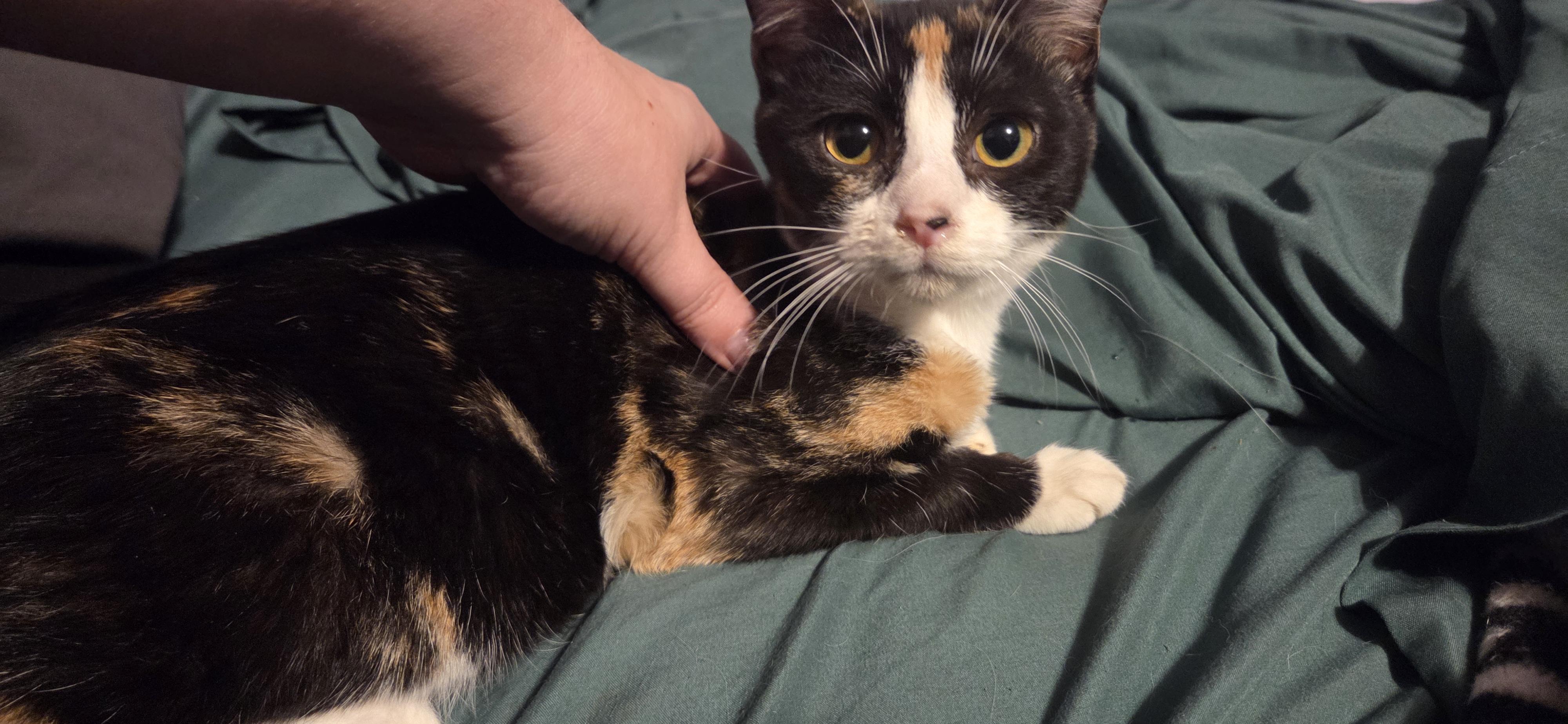 Enlarge Charity, a Adoptable mixed breed in Evansville, IN image 1/1