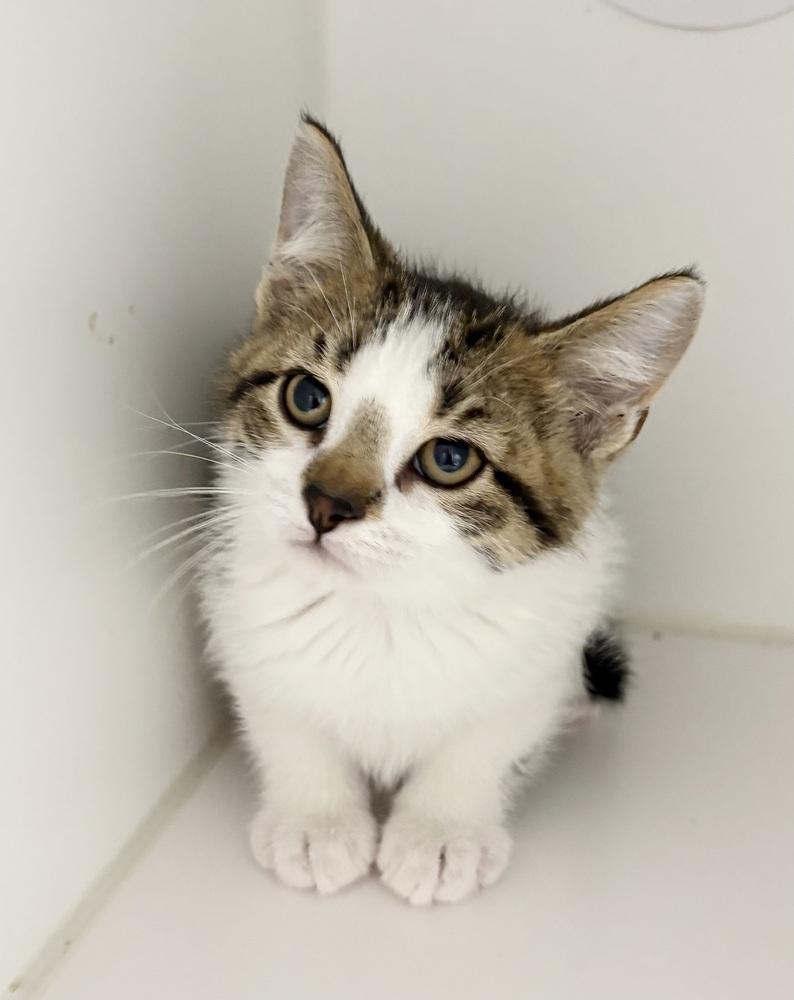 Enlarge Sid, a Adoptable Domestic Short Hair in Rochester, IN image 1/1