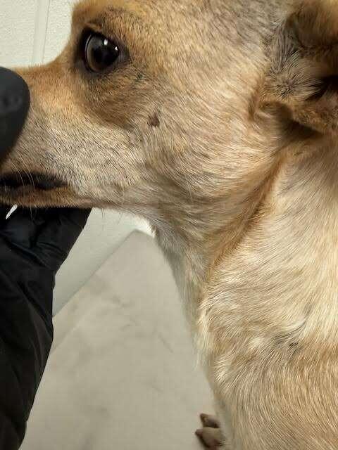Enlarge Iris, a Adoptable Mixed Breed in Hobbs, NM image 1/6
