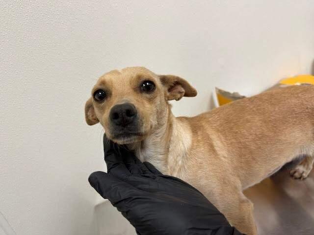 Enlarge Iris, a Adoptable Mixed Breed in Hobbs, NM image 2/6