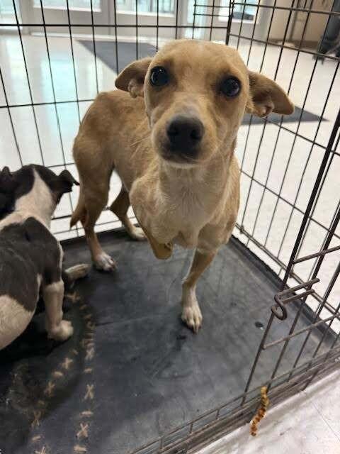 Enlarge Iris, a Adoptable Mixed Breed in Hobbs, NM image 4/6